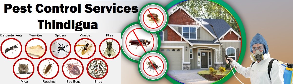 Thindigua fumigation and pest control services