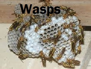 Wasps control in Kenya