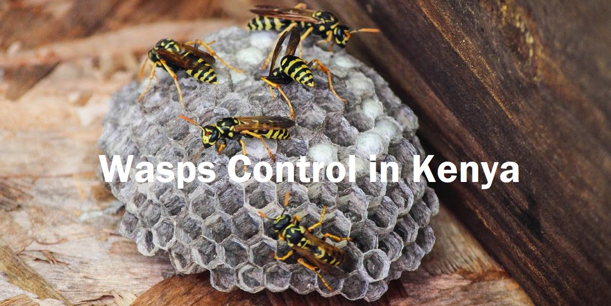 Wasps control services in Kenya