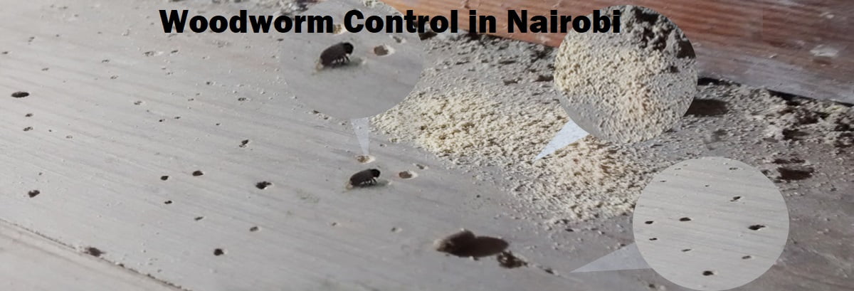 Woodworm control in Nairobi