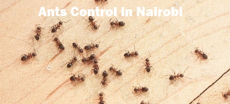 Ants control in Nairobi