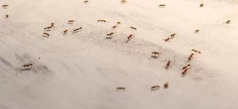 ants control in Kenya