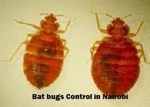 bat bugs control Nairobi