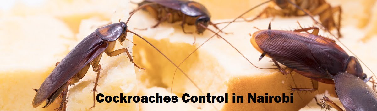 Cockroaches control services in Nairobi