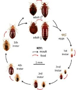 Bedbugs & how to get rid of bedbugs in Kenya? Bedbugs & how to get rid of bedbugs in Kenya?