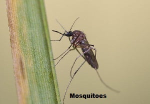 Mosquitoes control in Nairobi