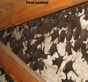 Pest control in Marurui Pest control in Marurui