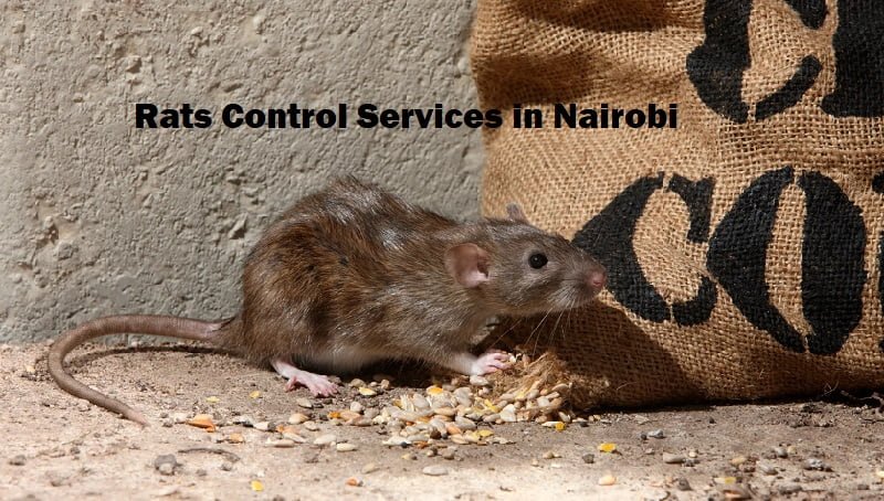 Rats control services in Nairobi