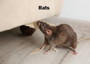 rats control in Kenya
