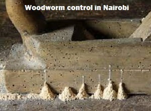 Woodworm control in Nairobi