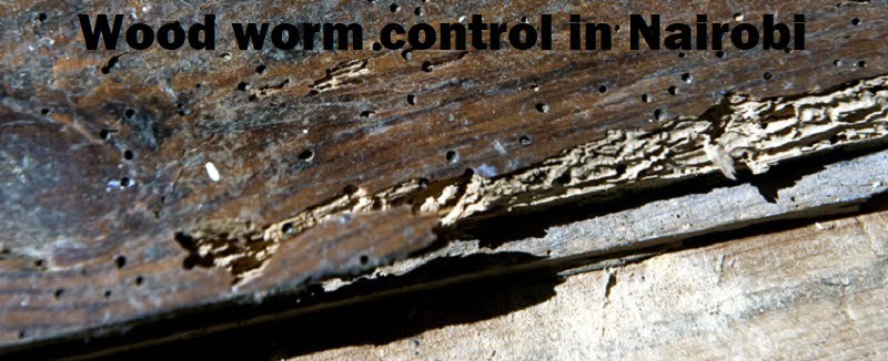 woodworms control in Nairobi