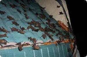 Bats control services