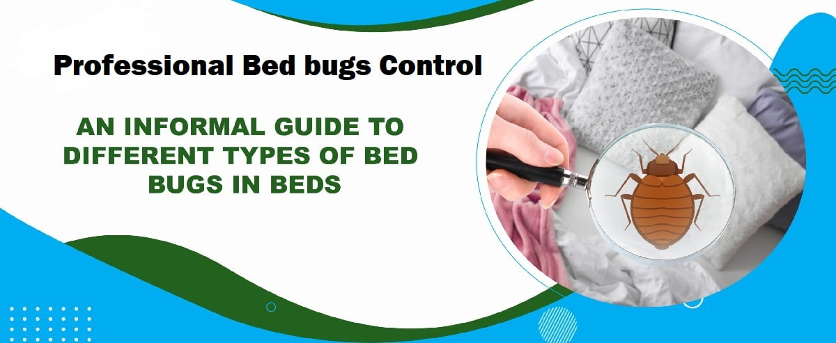 Bed bugs control