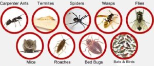 Fumigation and pest control services in Nairobi Kenya