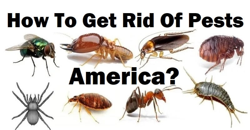 How to get rid of pests in America USA