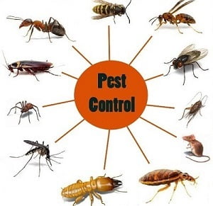 How to get rid of pests in Canada Ottawa?