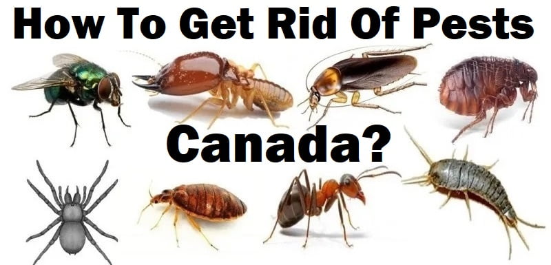 How to get rid of pests in Canada?