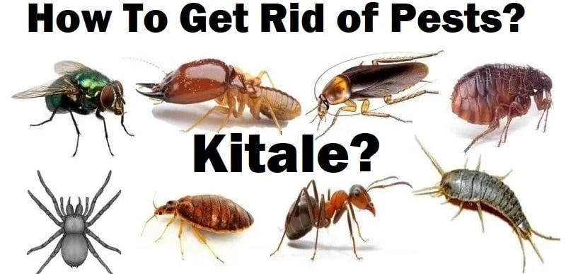 How to get rid of pests in Kitale? How to get rid of pests in Kitale?