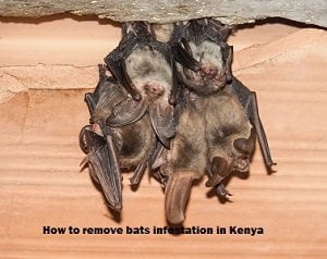 How to remove bats infestation in Kenya? How to remove bats infestation in Kenya?