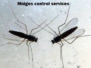 Midges control services in Kenya