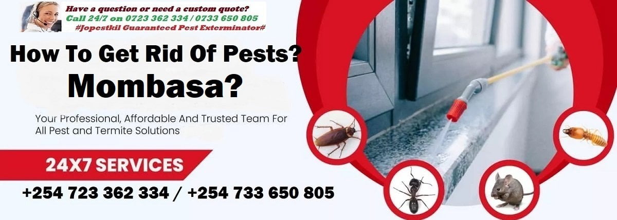 Mombasa and how to get rid of pests in Mombasa?