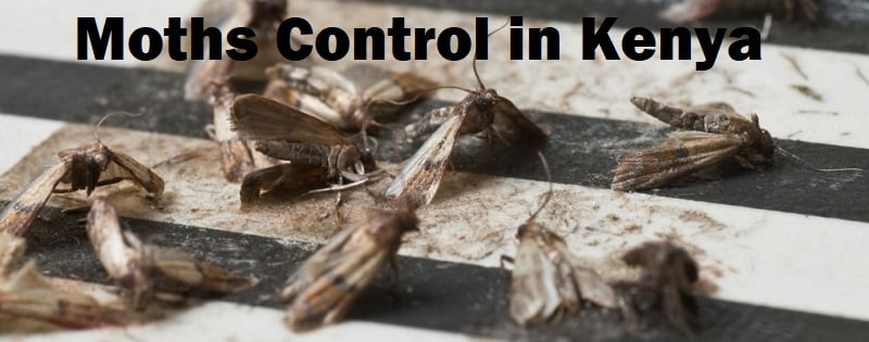 Moths control in Kenya Moths control in Kenya