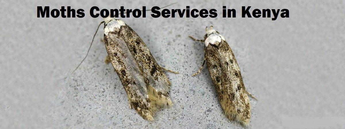 Moths control services Kenya