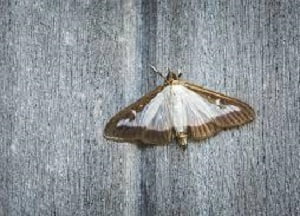 Moths control services Moths control services