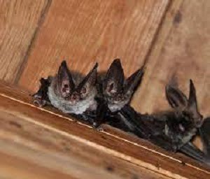 Pest control in Dubai