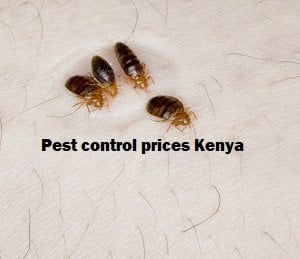 Pest control prices Kenya Pest control prices Kenya