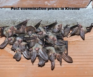 Kisumu Prices Cost Of Fumigation & Pest Control Services