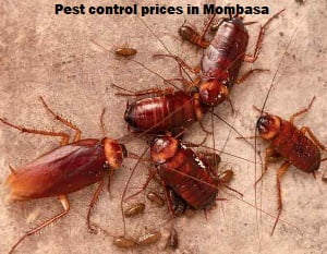 Pest control prices in Mombasa Pest control prices in Mombasa