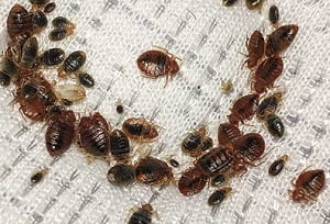 Pests & how to get rid of pests in Canada?