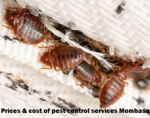 Prices & cost of pest control services in Mombasa Prices & cost of pest control services in Mombasa