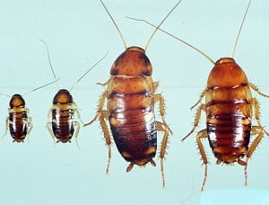 Prices of pest control services in Nakuru Prices of pest control services in Nakuru