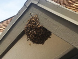 Prices of pest extermination services in Nairobi Kenya Prices of pest extermination services in Nairobi Kenya