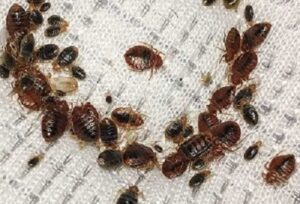 Getting rid of pests in Migori? Getting rid of pests in Migori?