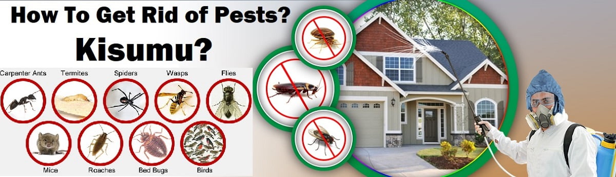 How to get rid of pests in Kisumu Kenya?