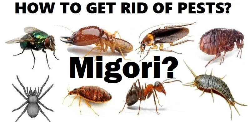How to get rid of pests in Migori? How to get rid of pests in Migori?