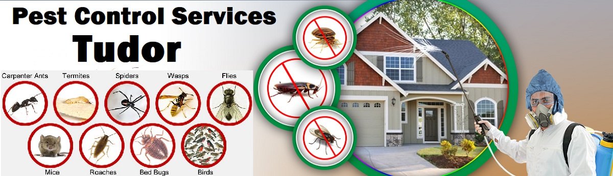 Fumigation & pest control services Tudor