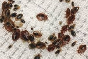 Pest control services Nyali Pest control services Nyali