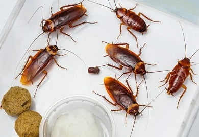 Pest control services in Nyali Pest control services in Nyali