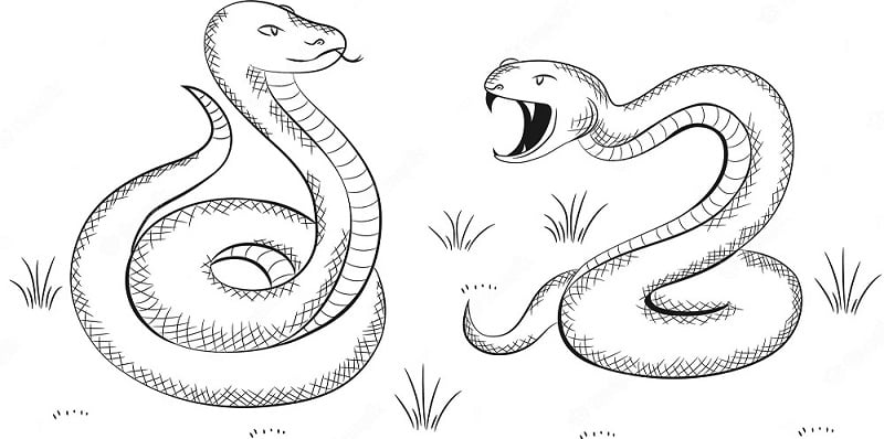 Snakes & how to get rid of snakes in Kenya?