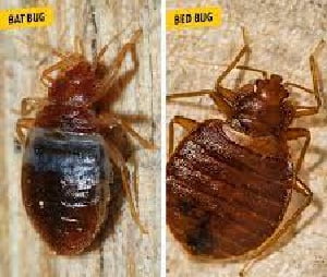 Bat bugs & how to get rid of bat bugs in Kenya?