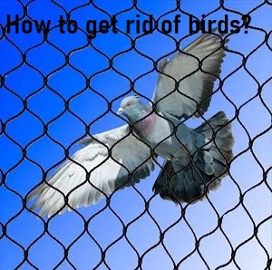 Bird & how to get rid of birds in Kenya?