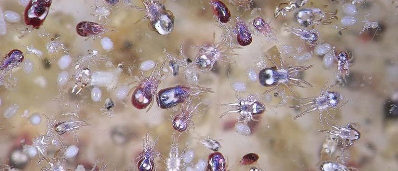 Bird mites & how to get rid of bird mites in Kenya?