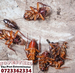 Cockroaches extermination services in Kenya