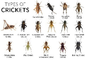 Crickets
