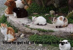 Feral cats & how to get rid of feral cats in Kenya?