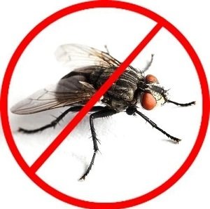 Flies control services in Kenya